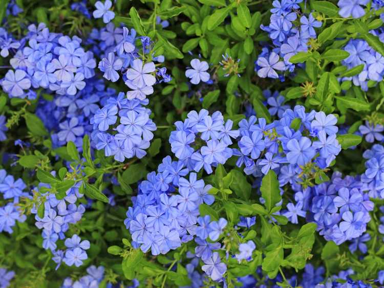 You are currently viewing Cultiver des plantes Plumbago – Comment prendre soin d'une plante Plumbago