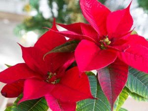 Lire la suite à propos de l’article Rupture de tige de poinsettia : conseils pour réparer ou enraciner des poinsettias cassés