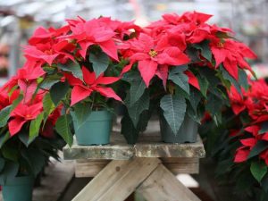 Lire la suite à propos de l’article Comment rendre le poinsettia rouge – Faire refleurir un poinsettia