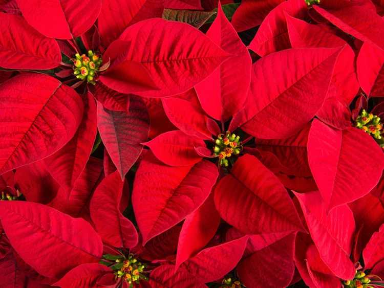 You are currently viewing Gousses de graines de poinsettia : comment et quand planter des graines de poinsettia