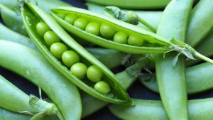 Lire la suite à propos de l’article Plantes de pois brumeux – Apprenez à cultiver des pois brumeux dans les jardins