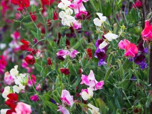 Lire la suite à propos de l’article Comment pincer les pois de senteur pour des plantes plus pleines