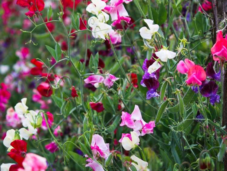 You are currently viewing Comment pincer les pois de senteur pour des plantes plus pleines