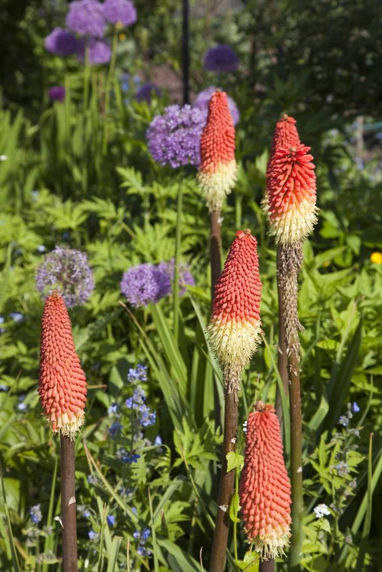 Lire la suite à propos de l’article Plantes compagnons Red Hot Poker : des plantes qui poussent bien avec les Red Hot Pokers