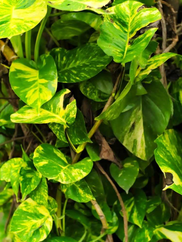 You are currently viewing Entretien des pothos en extérieur – Pouvez-vous cultiver des pothos à l’extérieur