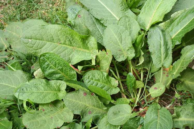 You are currently viewing Curly Dock Control – Comment tuer les plantes Curly Dock dans le jardin