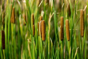 Lire la suite à propos de l’article Utilisations des plantes de quenouilles : informations sur le paillage avec des quenouilles