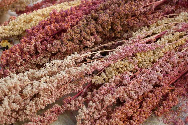 Lire la suite à propos de l’article Qu'est-ce que le quinoa : découvrez les avantages et les soins des plantes de quinoa