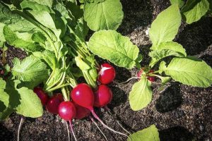 Lire la suite à propos de l’article Engrais pour plantes de radis : conseils pour fertiliser les plantes de radis