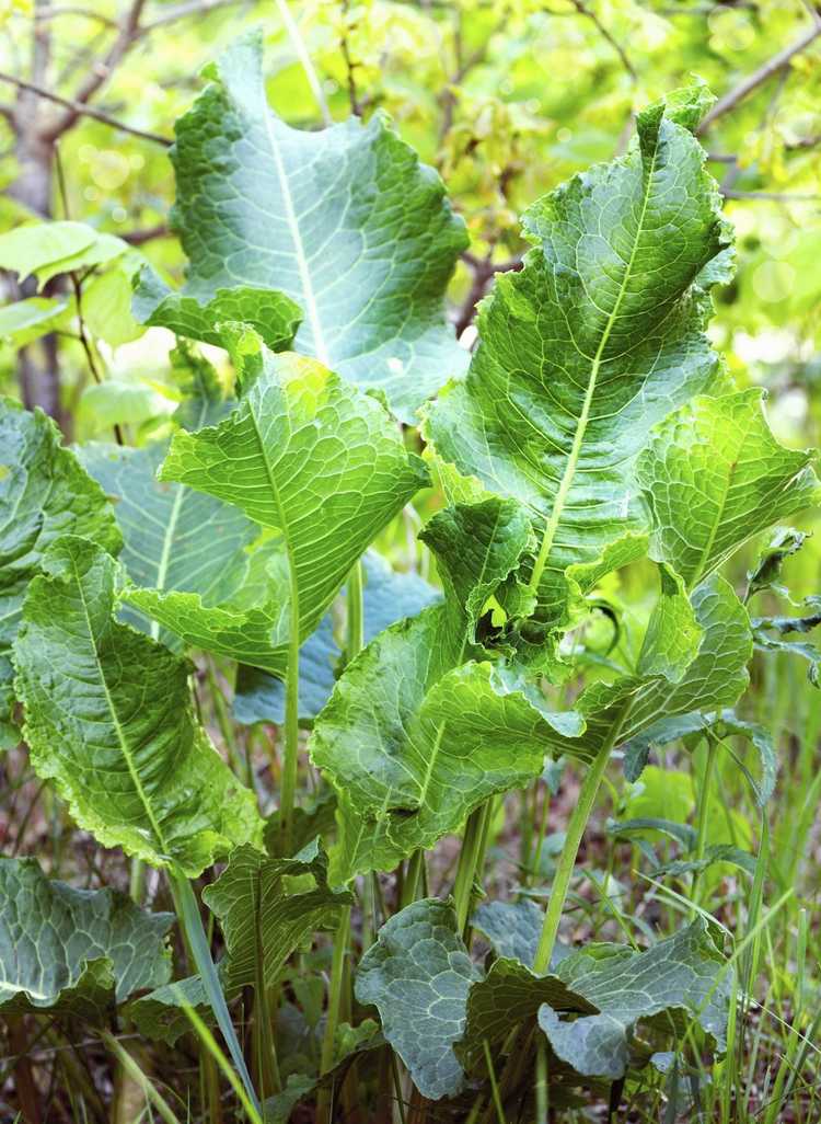 Lire la suite à propos de l’article Compagnons des plantes de raifort : ce qui pousse bien avec les plantes de raifort