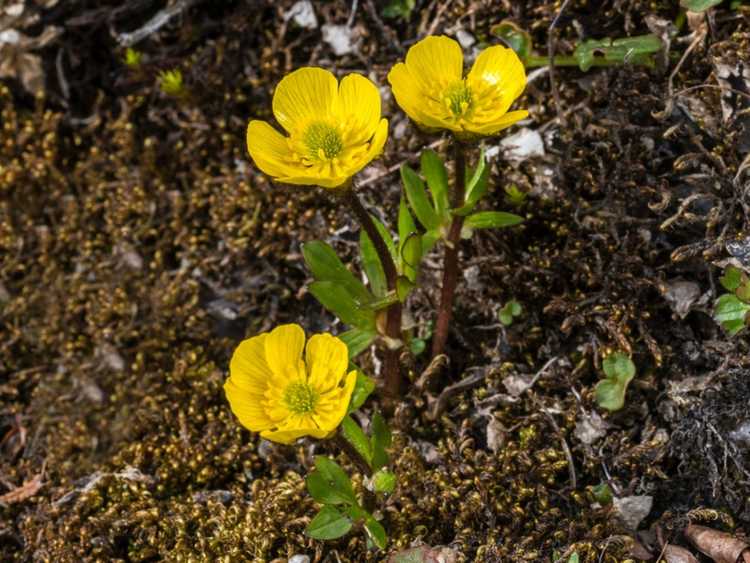 Lire la suite à propos de l’article Renoncules pour le jardin – Informations sur la culture et l'entretien des plantes de renoncule renoncule