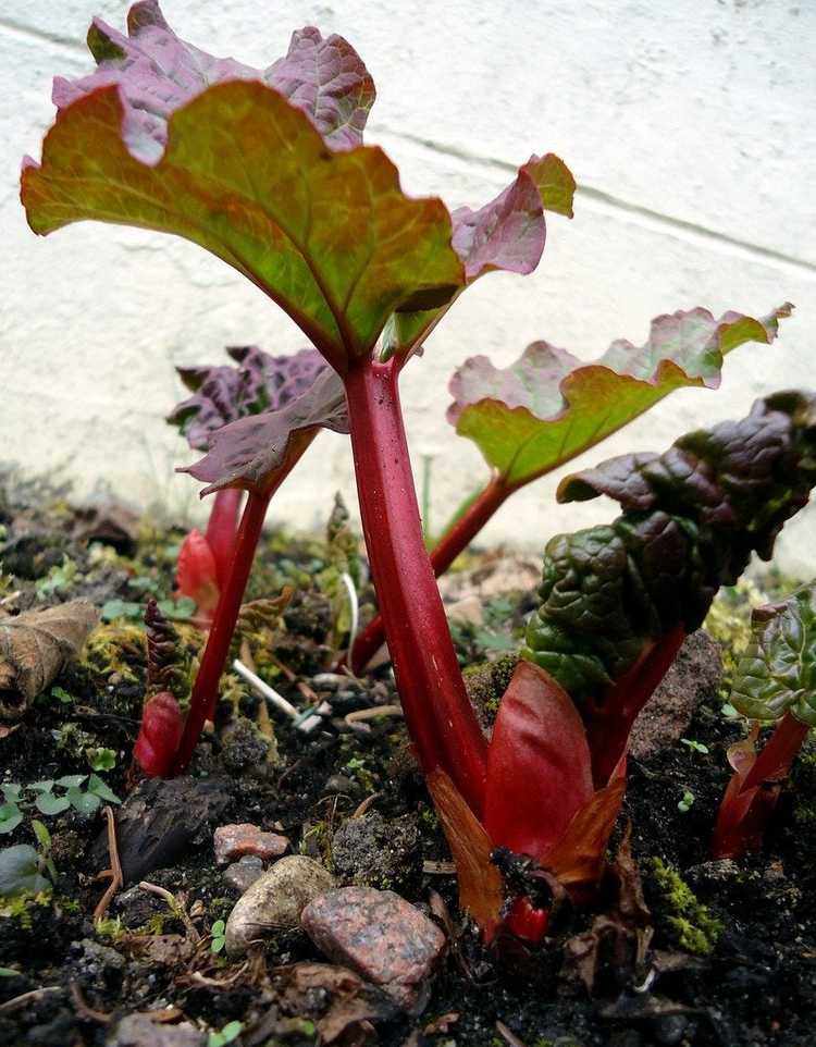 Informations Sur La Culture De La Rhubarbe Et L'entretien Des Plantes ...