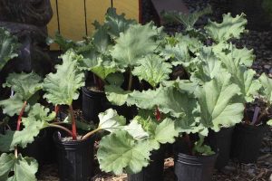 Lire la suite à propos de l’article La rhubarbe poussera-t-elle dans des conteneurs – Conseils pour cultiver de la rhubarbe en pots