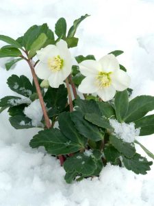 Lire la suite à propos de l’article Rose de Noël: Caractéristiques et entretien des plantes de roses de Noël