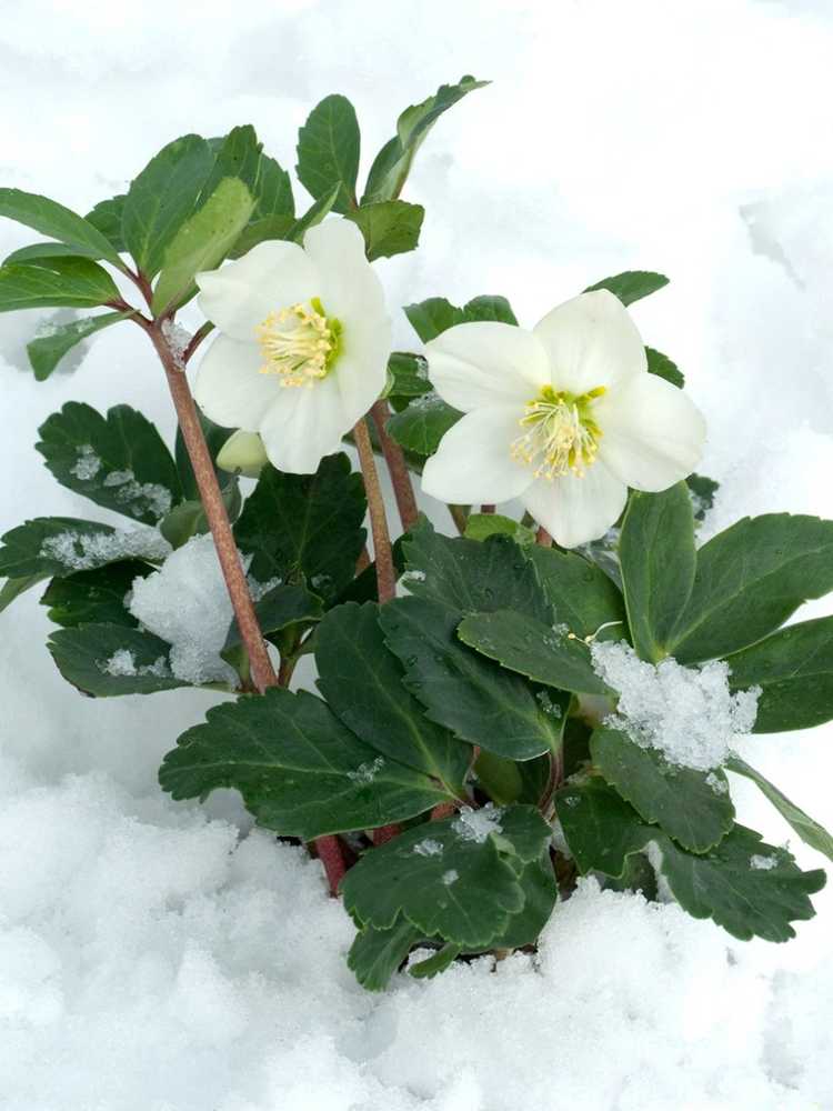 You are currently viewing Rose de Noël: Caractéristiques et entretien des plantes de roses de Noël