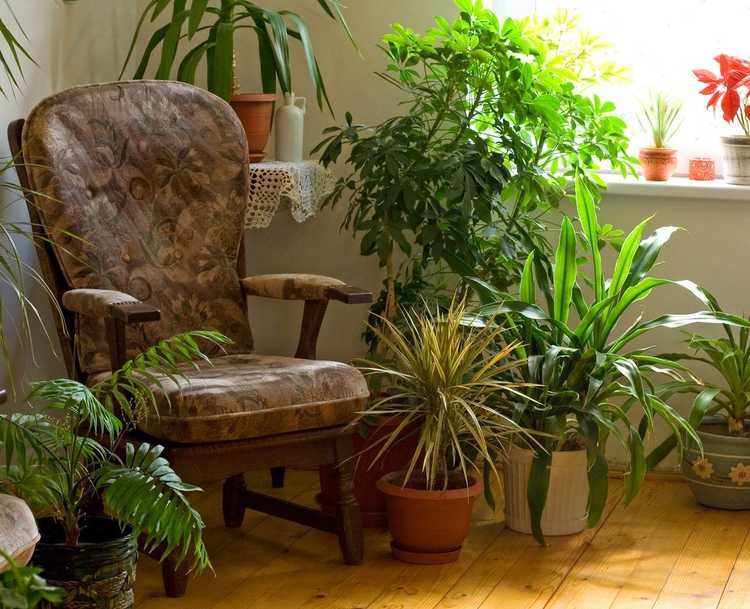 You are currently viewing Plantes pour le salon : plantes d'intérieur communes pour le salon