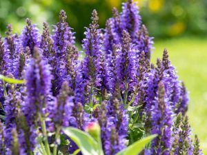 Lire la suite à propos de l’article Cultiver de la salvia – Conseils pour cultiver et entretenir différents types de salvia