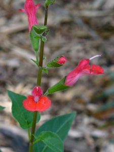 Lire la suite à propos de l’article Entretien des plantes de sauge à cils: conseils sur la culture des plantes de sauge à cils