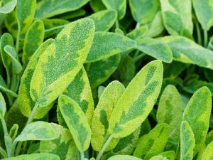 Lire la suite à propos de l’article Soins de la sauge dorée : comment faire pousser une plante de sauge dorée