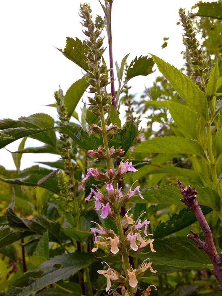 You are currently viewing Fleurs sauvages de sauge des bois : Cultiver des plantes de sauge des bois de germandrée