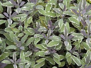 Lire la suite à propos de l’article Herbe de sauge tricolore – Conseils sur la culture des plantes de sauge tricolore