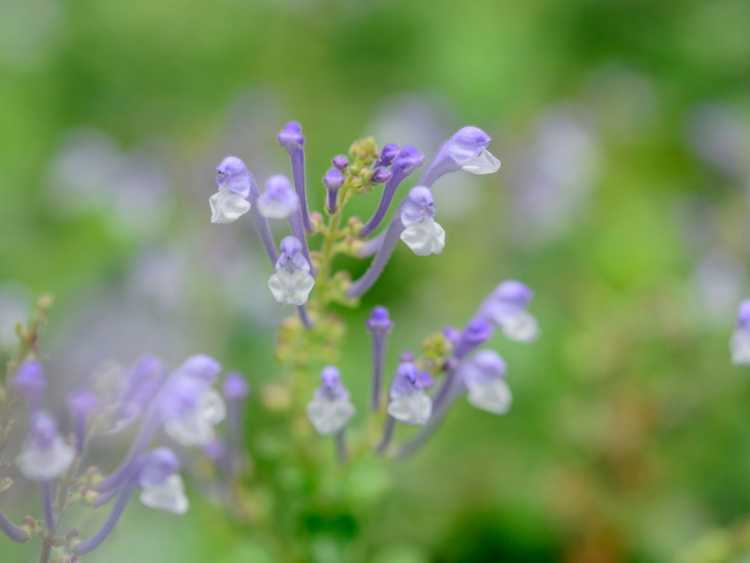 You are currently viewing Entretien des plantes de la scutellaire : informations sur les instructions de plantation de la scutellaire