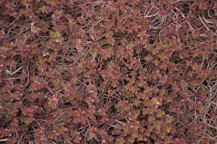 You are currently viewing Dragon's Blood Stonecrop: Comment faire pousser des plantes de Dragon's Blood Sedum