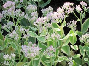 Lire la suite à propos de l’article Plantes Sedum 'Frosty Morn': Cultiver des sedums Frosty Morn dans le jardin