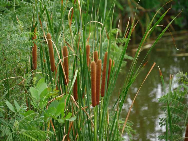 Lire la suite à propos de l’article Plantes de survie – Informations sur les plantes que vous pouvez manger à l’état sauvage