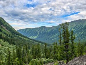 Lire la suite à propos de l’article Plantes de la forêt boréale ou biome de la taïga