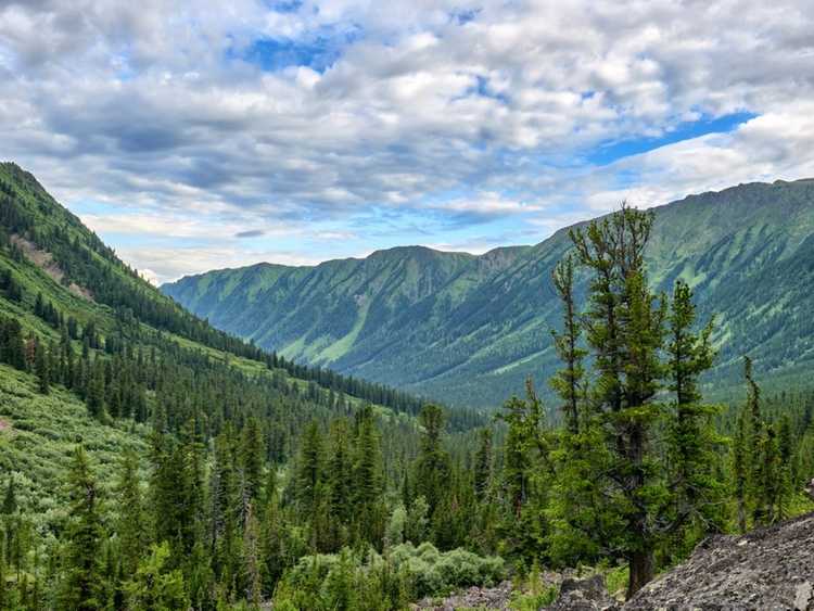 You are currently viewing Plantes de la forêt boréale ou biome de la taïga