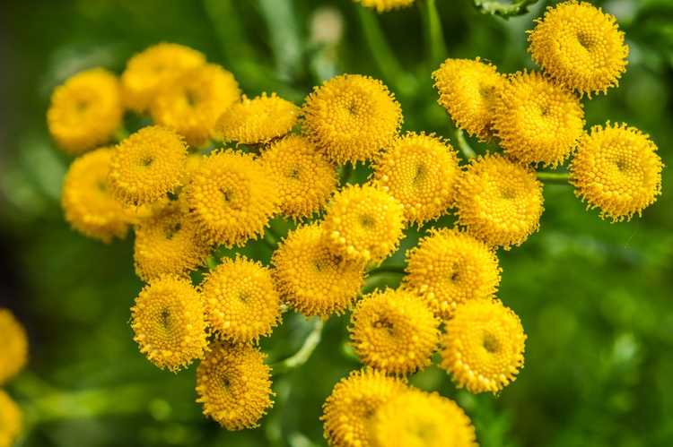 You are currently viewing Informations sur la plante de tanaisie : Conseils sur la culture des herbes de tanaisie