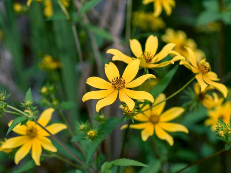 You are currently viewing Prendre soin des annuelles Bidens : informations sur les plantes de tournesol à graines de tiques