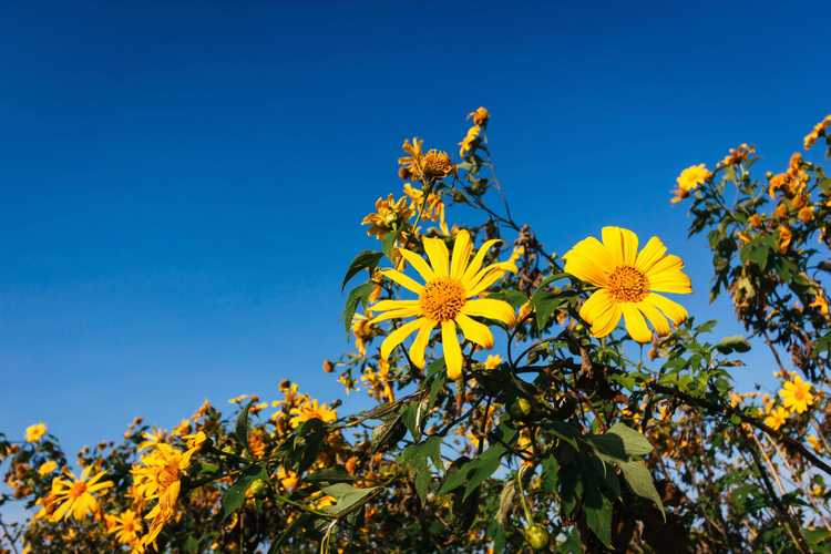 You are currently viewing Planter du tournesol mexicain : apprenez à cultiver une plante de tournesol mexicaine