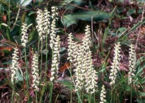 Lire la suite à propos de l’article Nodding Lady's Tresses Informations: Cultiver des plantes de Nodding Lady's Tresses