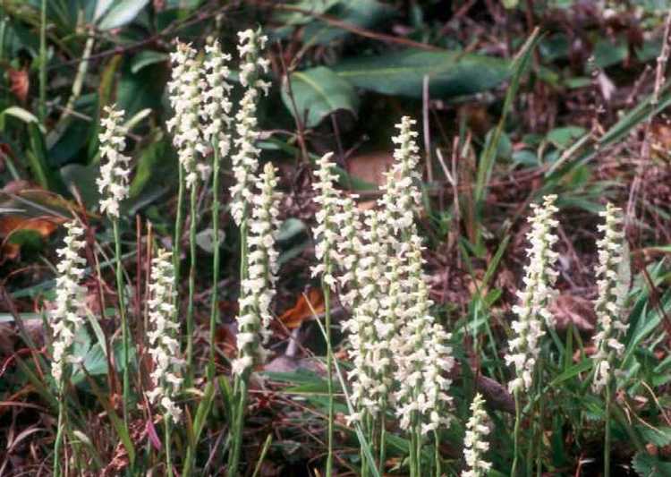 You are currently viewing Nodding Lady's Tresses Informations: Cultiver des plantes de Nodding Lady's Tresses