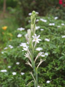 Lire la suite à propos de l’article Division des plantes de tubéreuse: comment diviser les tubéreuses dans le jardin