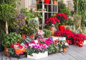 Lire la suite à propos de l’article Entretien des plantes cadeaux de Noël : informations sur l'entretien des plantes de Noël