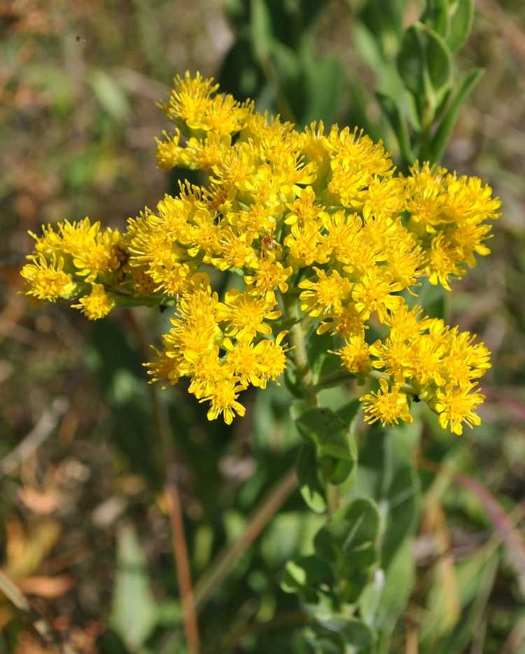 Lire la suite à propos de l’article Soins de la verge d'or rigide – Comment faire pousser des plantes de verge d'or rigides