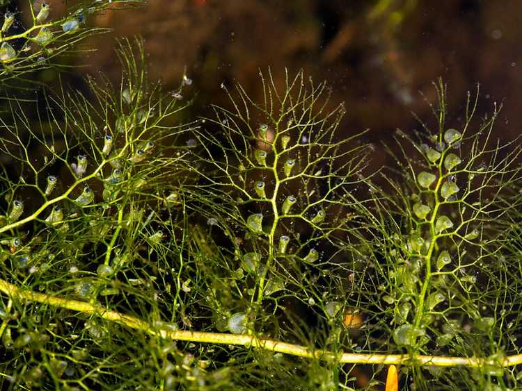 You are currently viewing Que signifie le moût : famille de plantes du moût