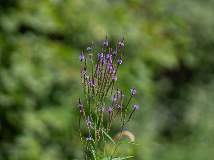 You are currently viewing Culture de la verveine bleue : conseils sur la culture des plantes de verveine bleue