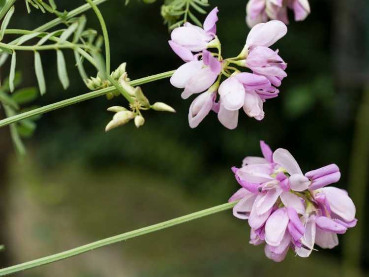 You are currently viewing Plantes de vesce de la couronne – Comment cultivez-vous la vesce de la couronne dans le paysage