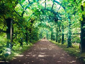 Lire la suite à propos de l’article Plantes de vigne comme couverture d'ombre : créer de l'ombre avec des plantes vignes