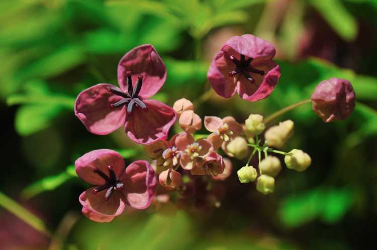 You are currently viewing Plants de vigne en chocolat – En savoir plus sur la culture, l'entretien et le contrôle des plants de vigne Akebia