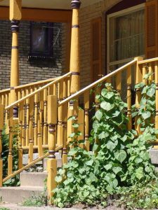 Lire la suite à propos de l’article Entraînement des plantes sur les balustrades du porche : découvrez la culture des vignes sur les balustrades