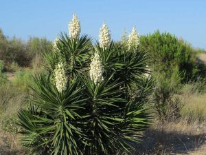 Lire la suite à propos de l’article Entretien du yucca à baïonnette espagnole : comment faire pousser des plantes à baïonnette espagnole