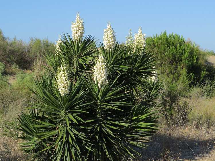 You are currently viewing Entretien du yucca à baïonnette espagnole : comment faire pousser des plantes à baïonnette espagnole