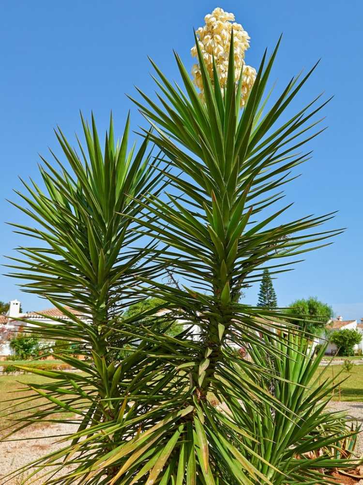 You are currently viewing Punaises des plantes du yucca : apprenez à traiter les insectes qui affectent les yuccas