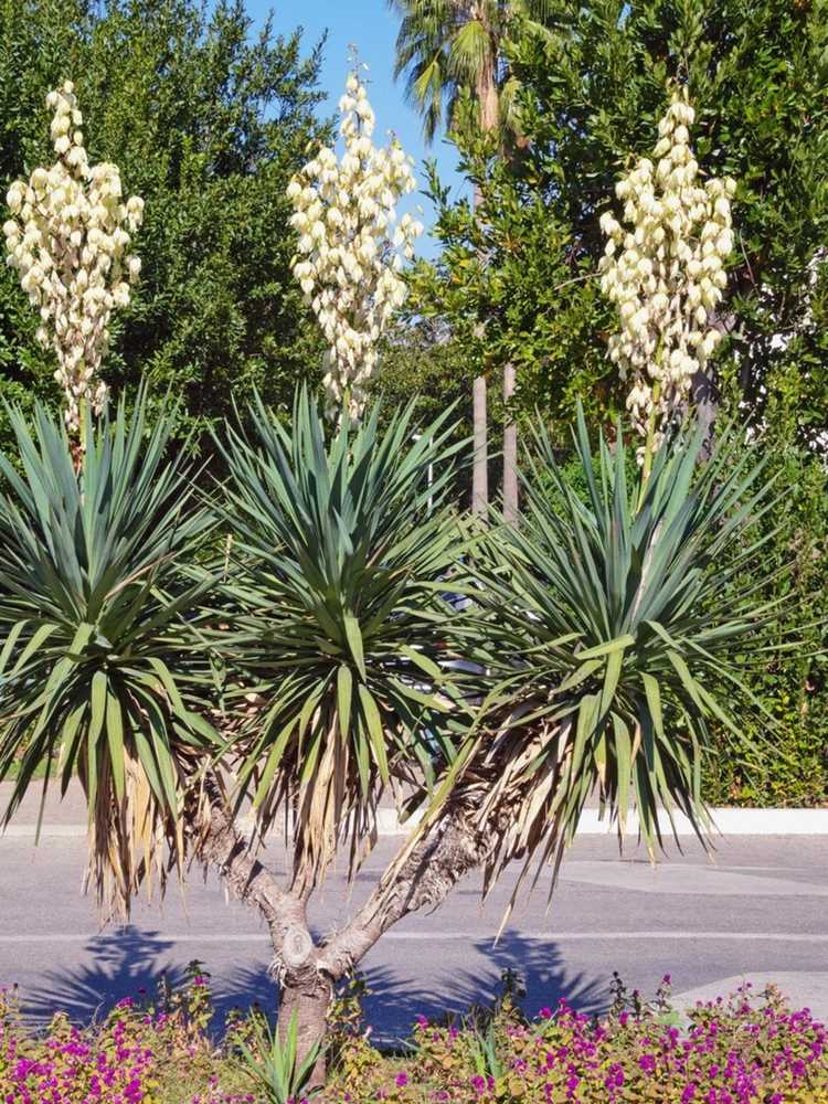 You are currently viewing Qu'est-ce que Beargrass Yucca : En savoir plus sur les plantes Beargrass Yucca