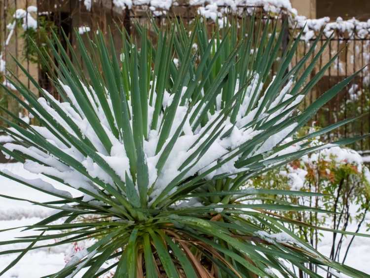 Lire la suite à propos de l’article Plantes de yucca par temps froid – Aider les yuccas à lutter contre les dommages causés par le gel et les dommages causés par le gel